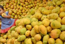 Malihabad mango